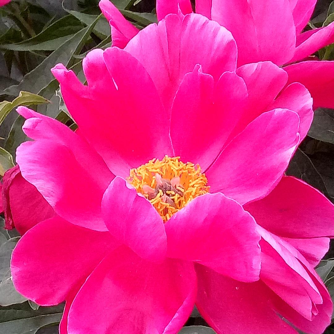 丽姐 洁舒蕴洗衣液工厂店