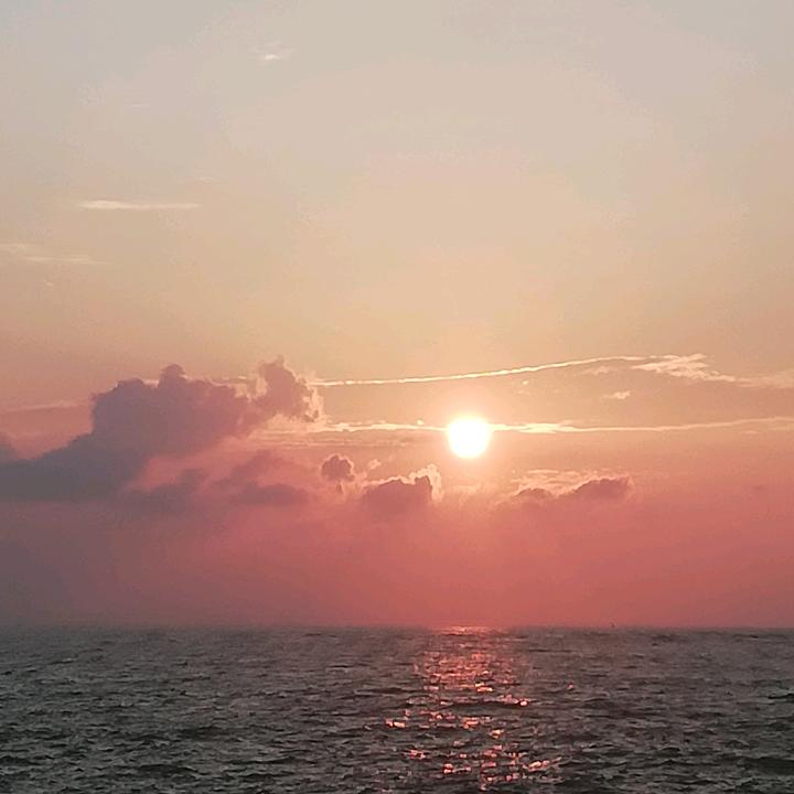 仙藻