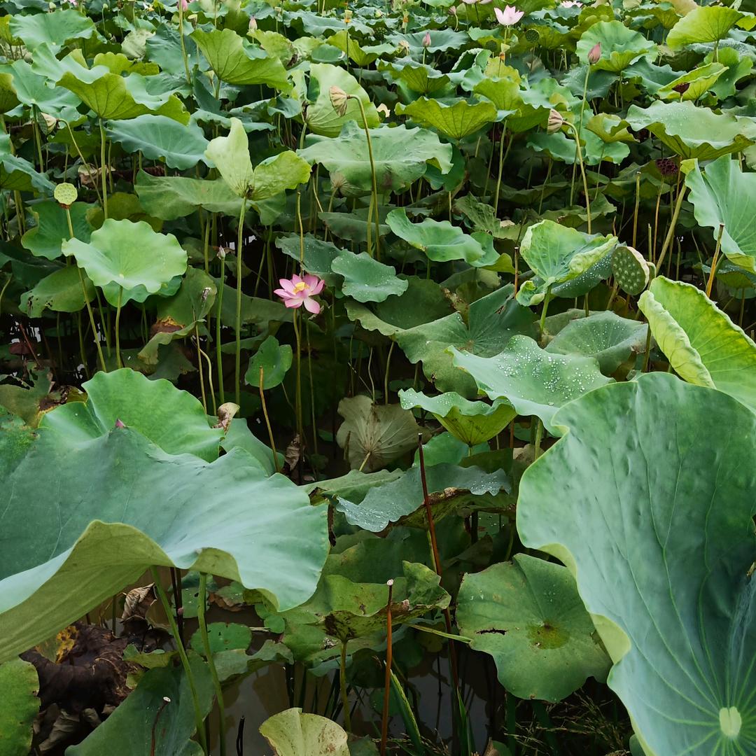 锁爱