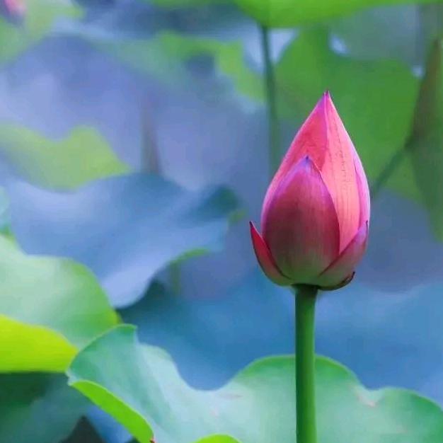 香水百合苑秀婷