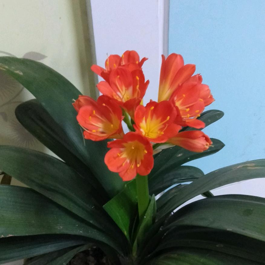 随县洪山镇中心油料加工厂的小店个体