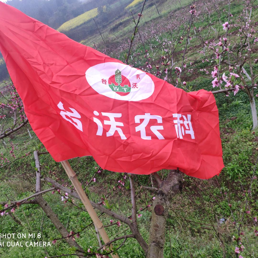 四川台沃沧桑哥