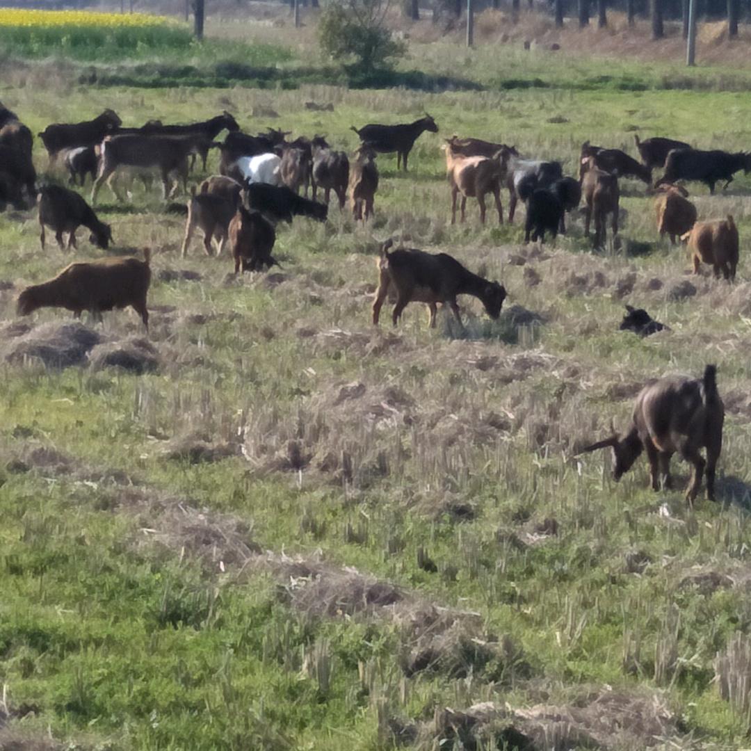 生态.山羊🐐.土鸡🐔.养殖