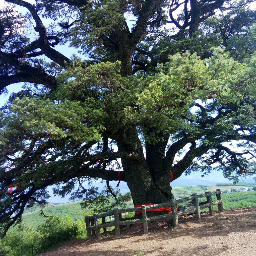 花开不是花落的错