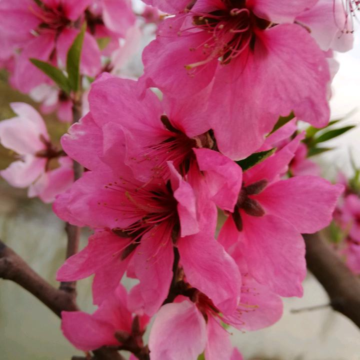 平