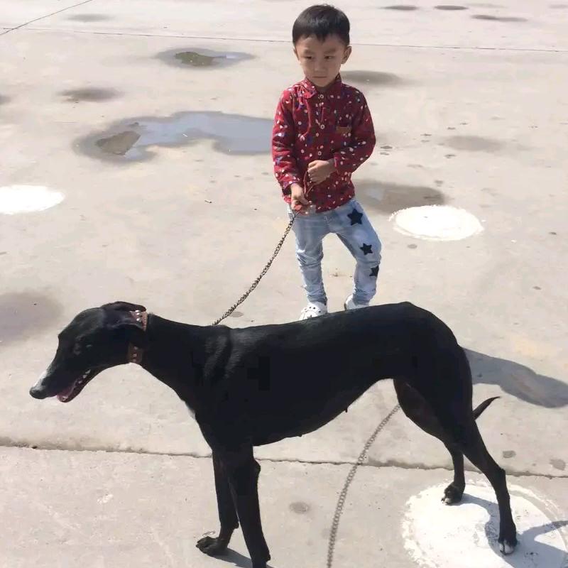 枪屯遛狗