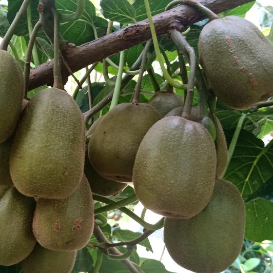 沈四元生态种养殖家庭农场