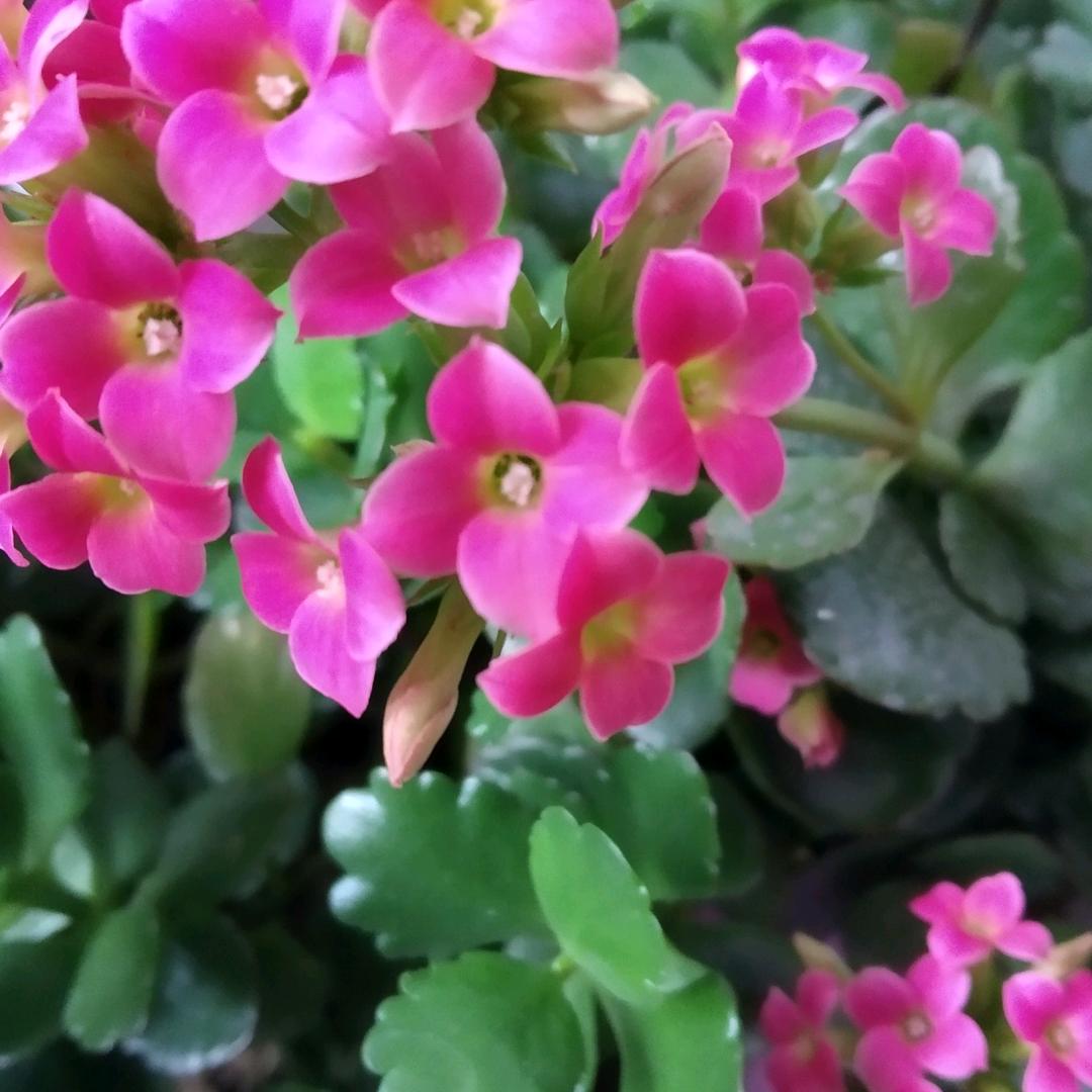 一路芬芳