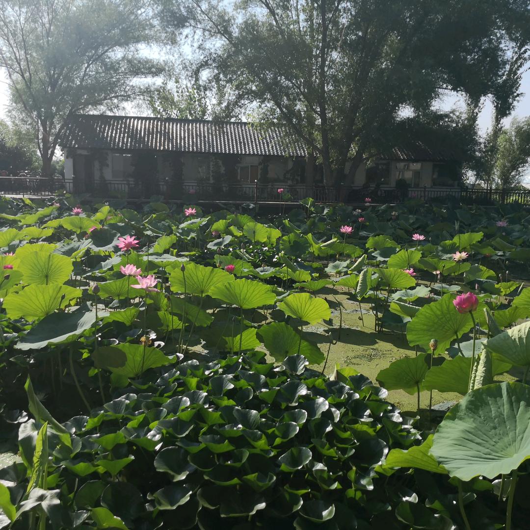 荷花池农家乐