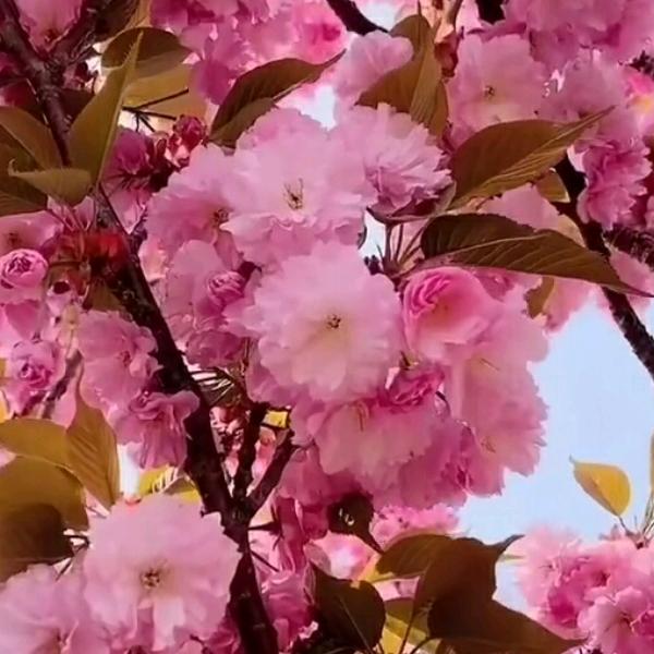 平安是福