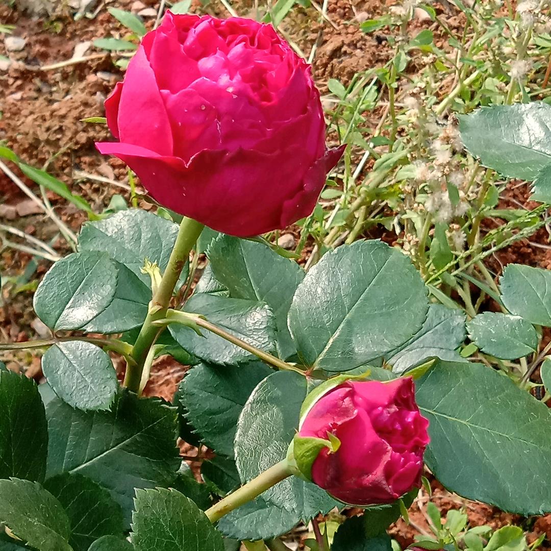 心简单，世界就简单