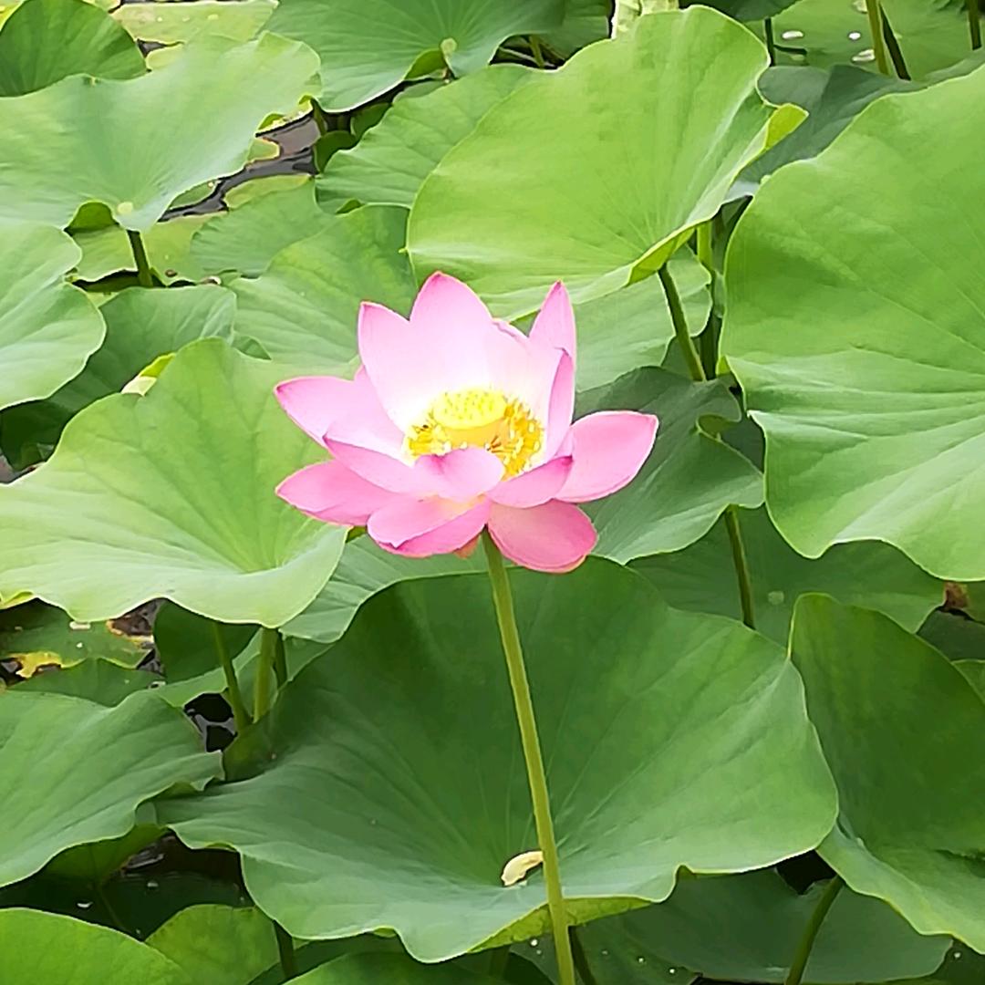 飘飘