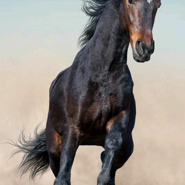 用户神马都是浮云