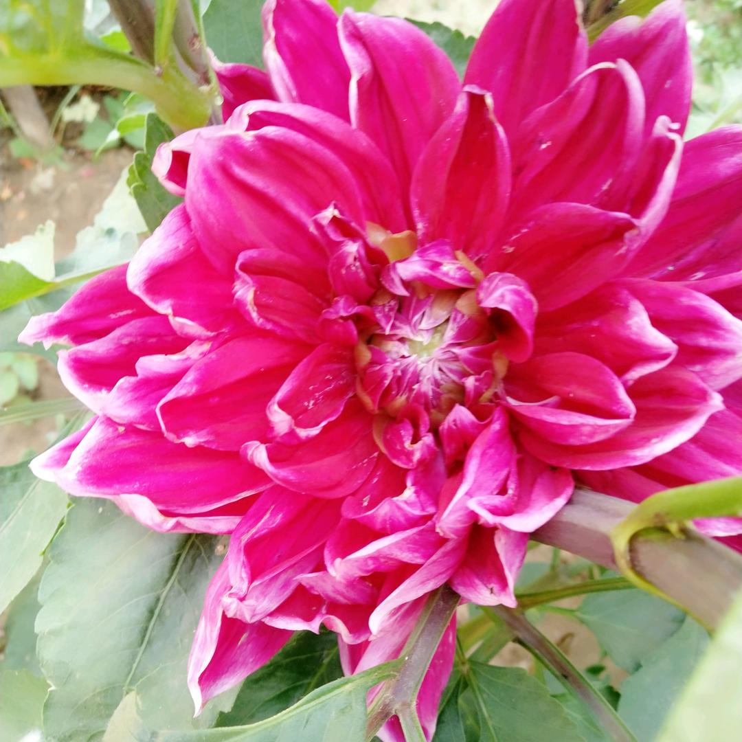 芹菜