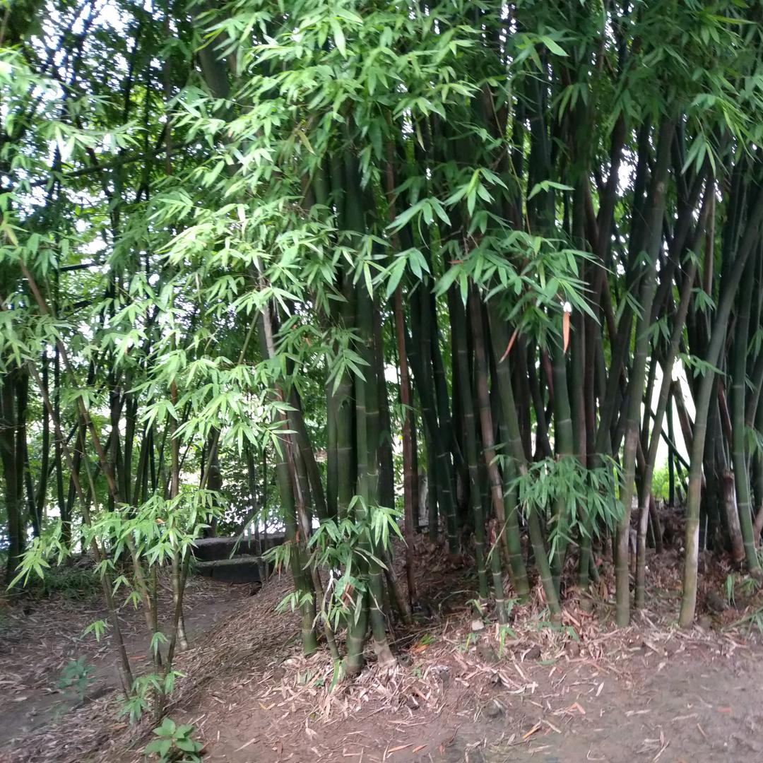 清热凉茶，养肝排毒，美容养颜，养生茶