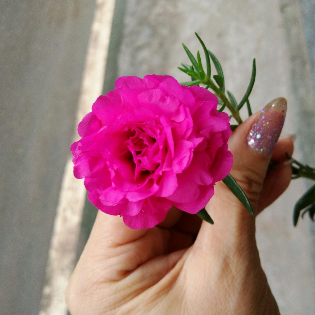 夏天的太阳