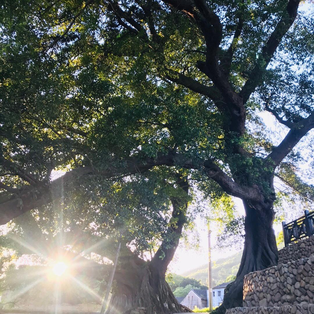 翦翦风