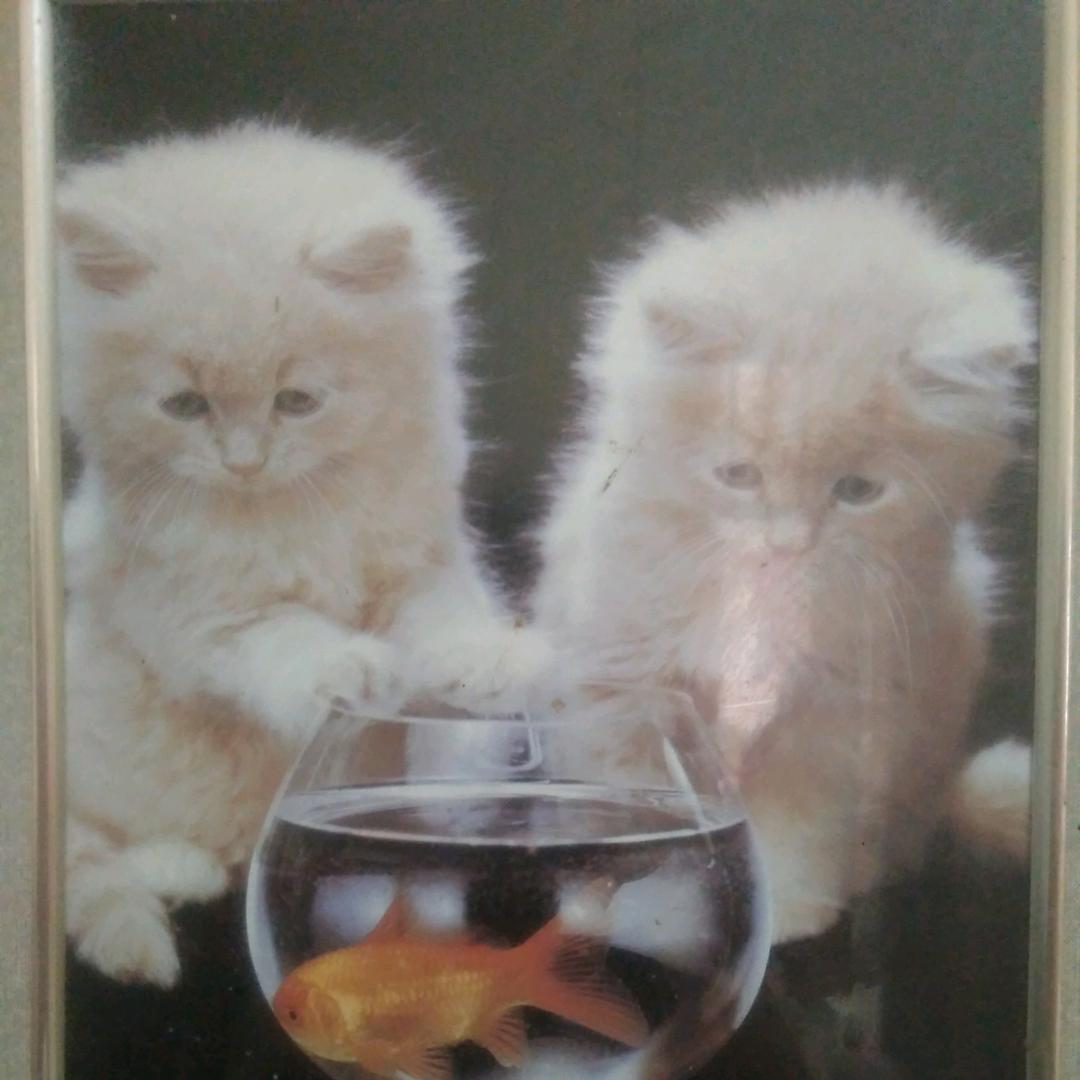 小猫咪【钟】
