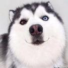 闷烧哈士奇@抖音