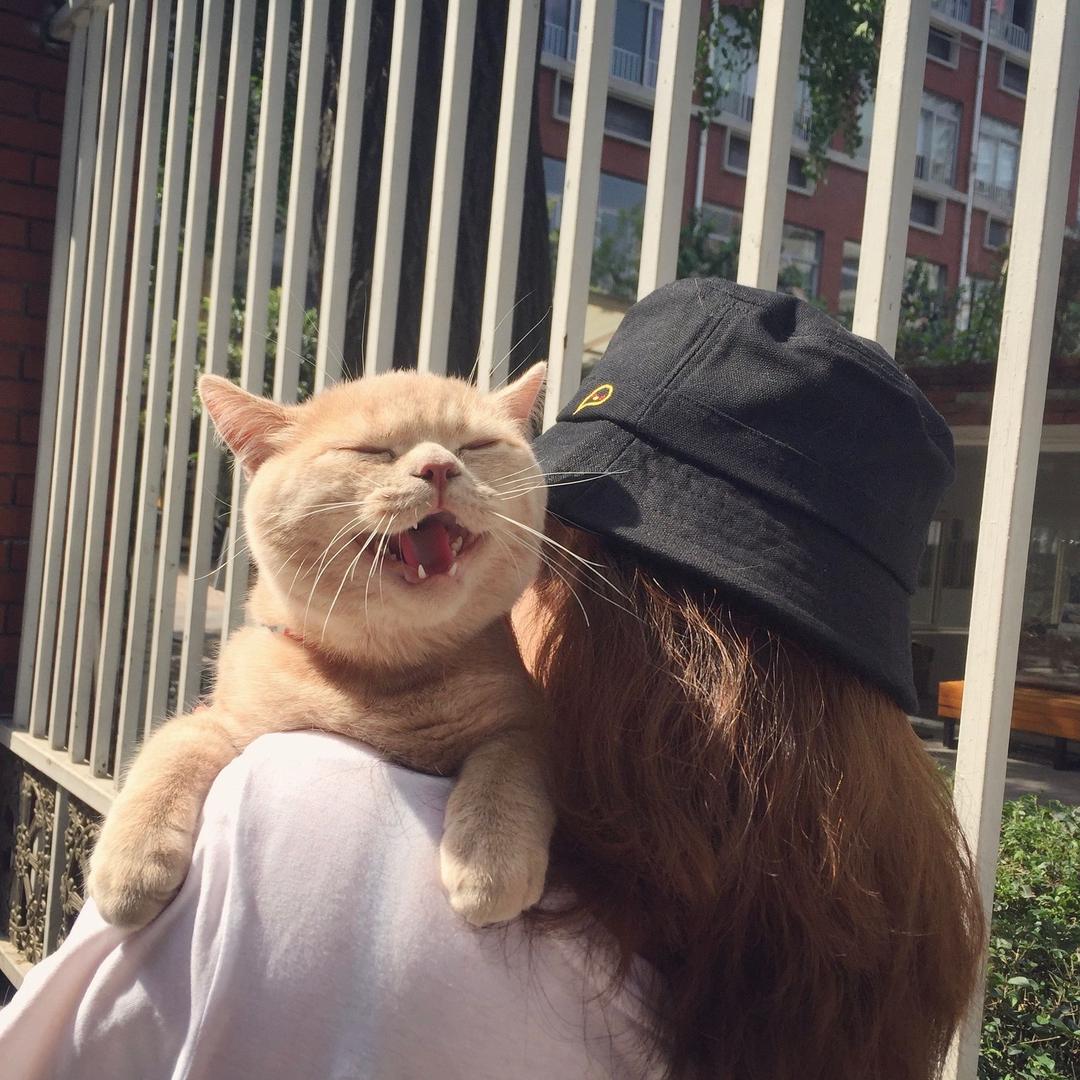 暴躁的张百万🐈