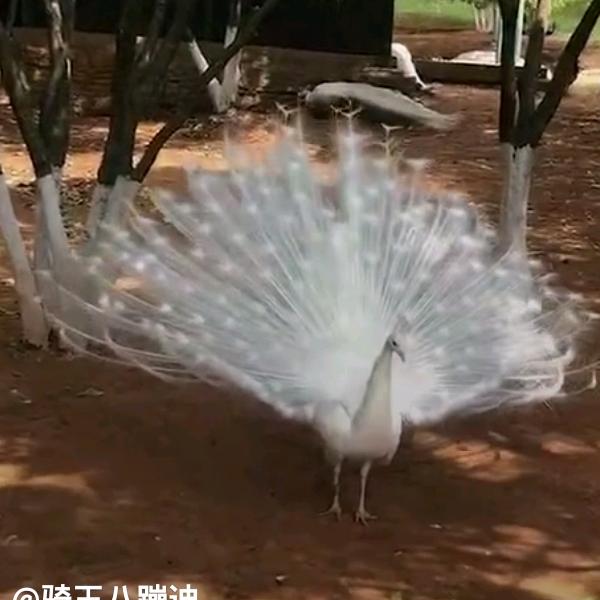 一生平安