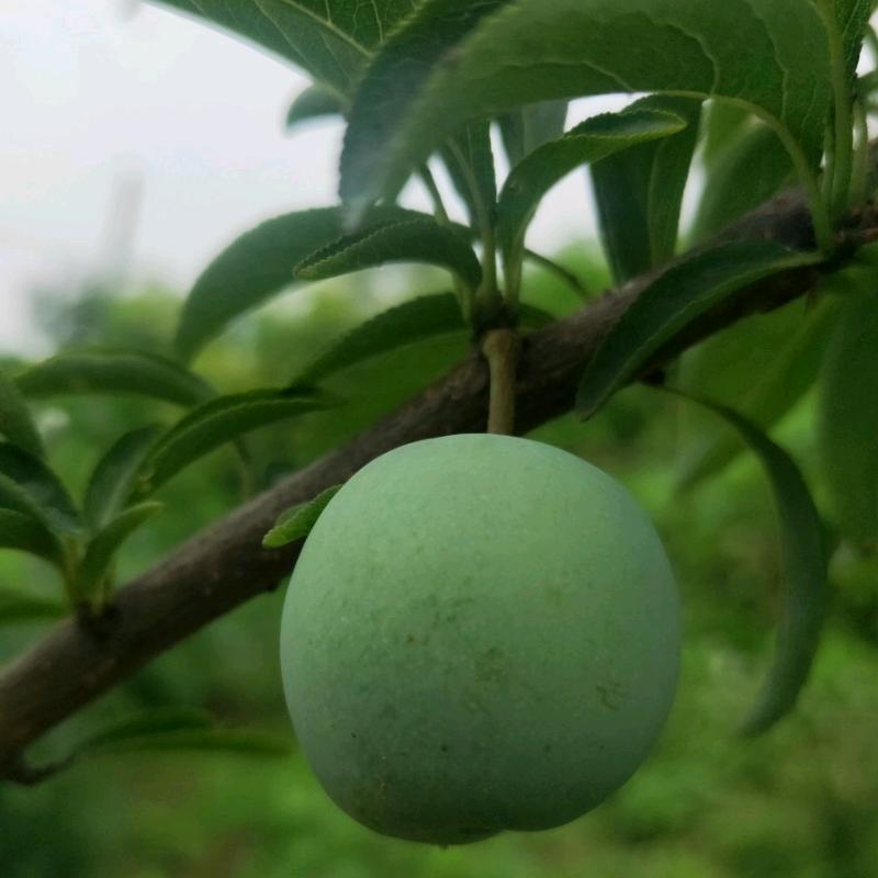 燕子纷飞