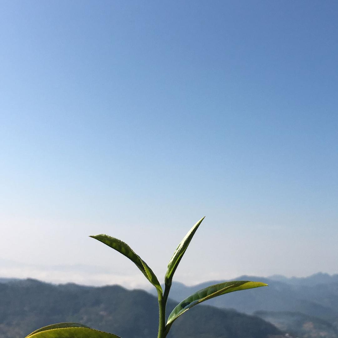 景东锅瓦茶业有限责任公司