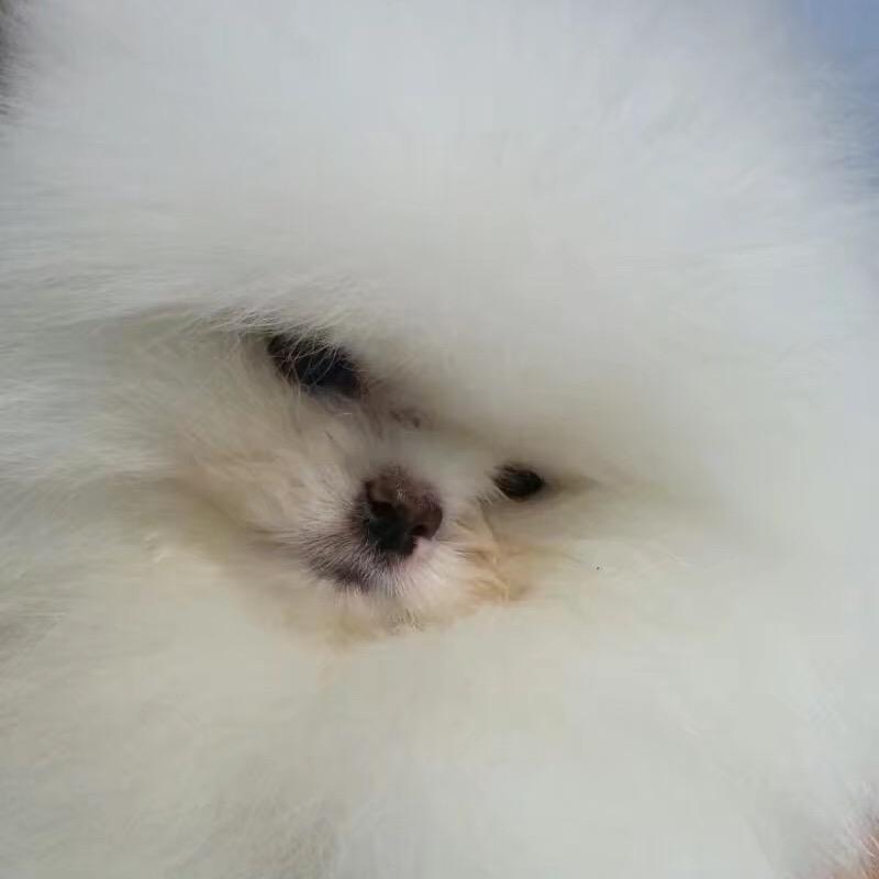 非凡白色博美