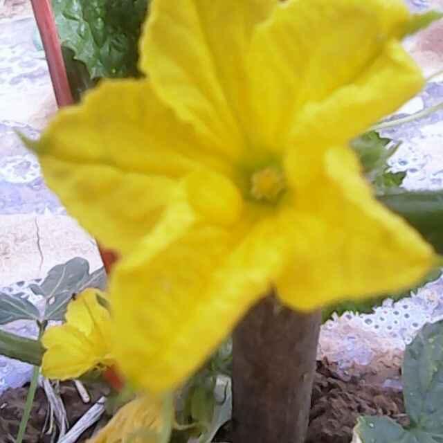 关中老农_195949831