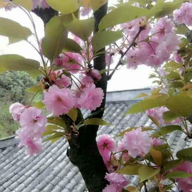 翠心