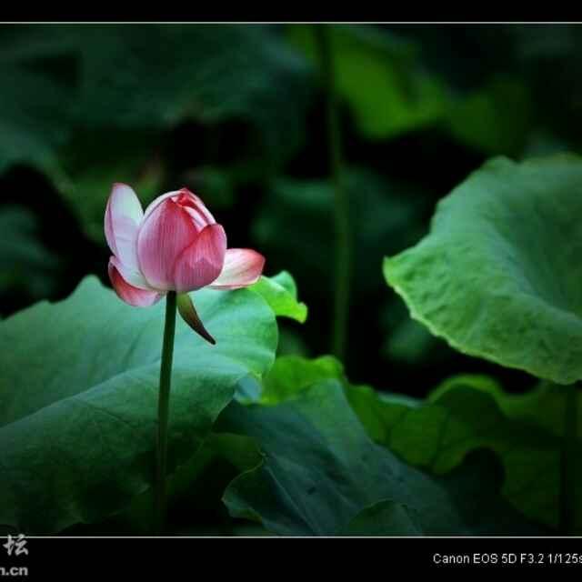 行走的田野