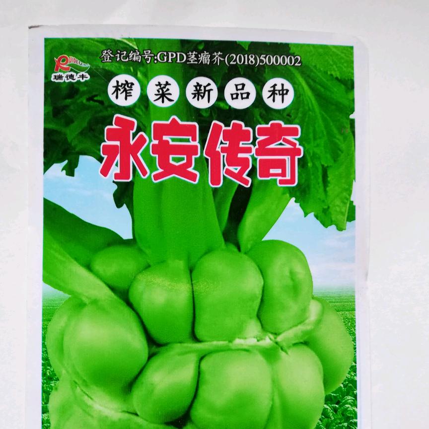 弘真种业&专注榨菜种子