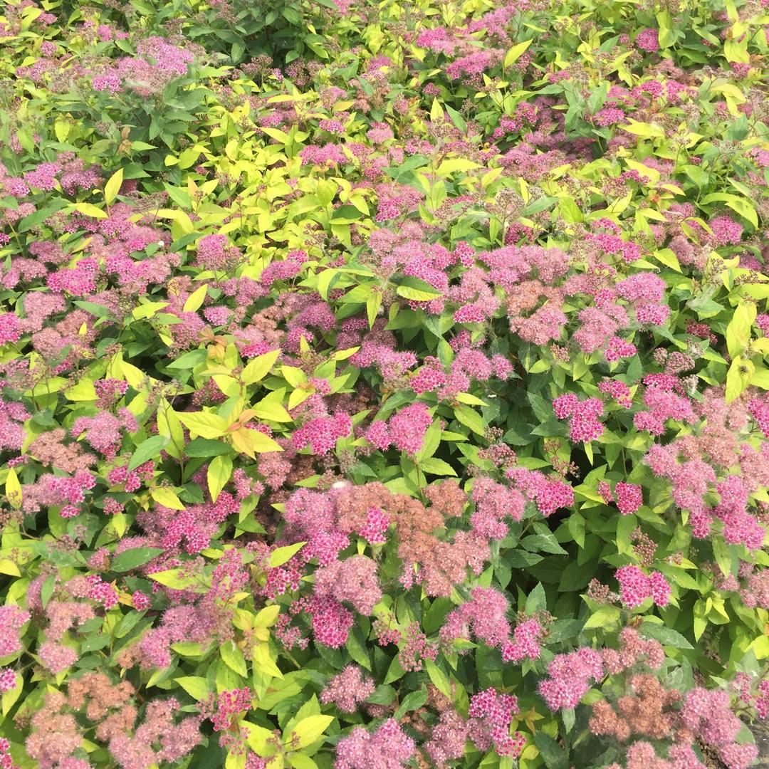 用户1811231520366成达园林