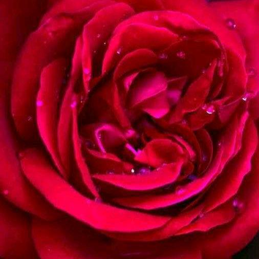 奋斗你我🌹❤一心