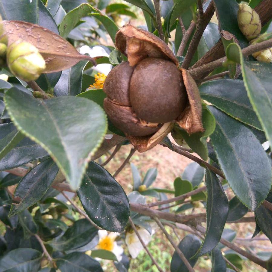 藤县盛林农业 林家喵