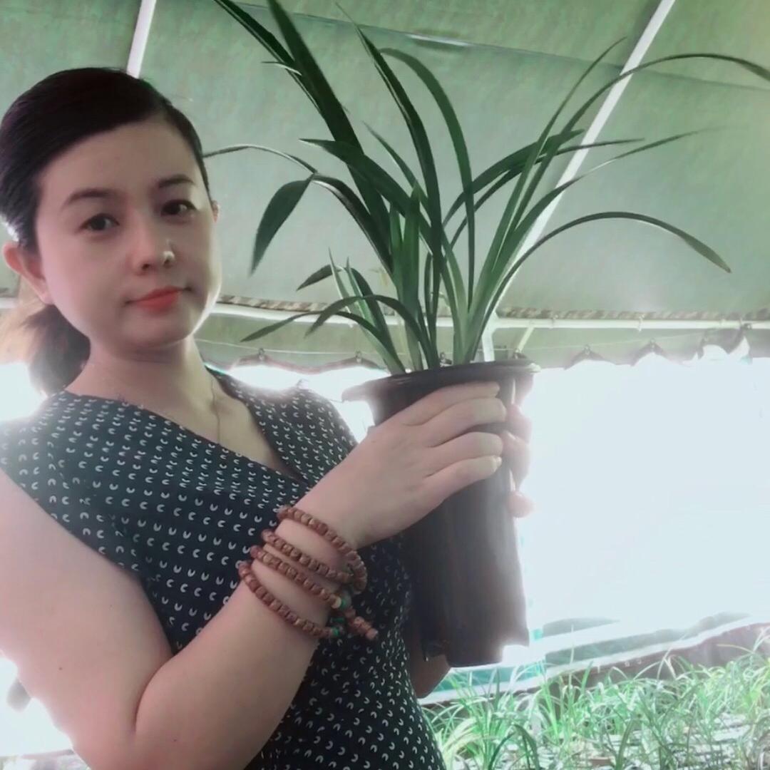 兰花小讲堂蓉姐养兰