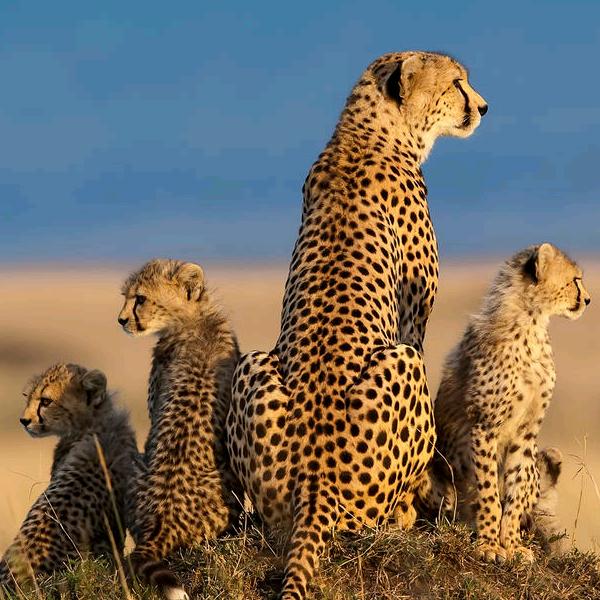 用户9938187717816晴天