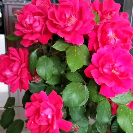 集成吊顶（18101）