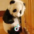 熊猫宝宝打群架
