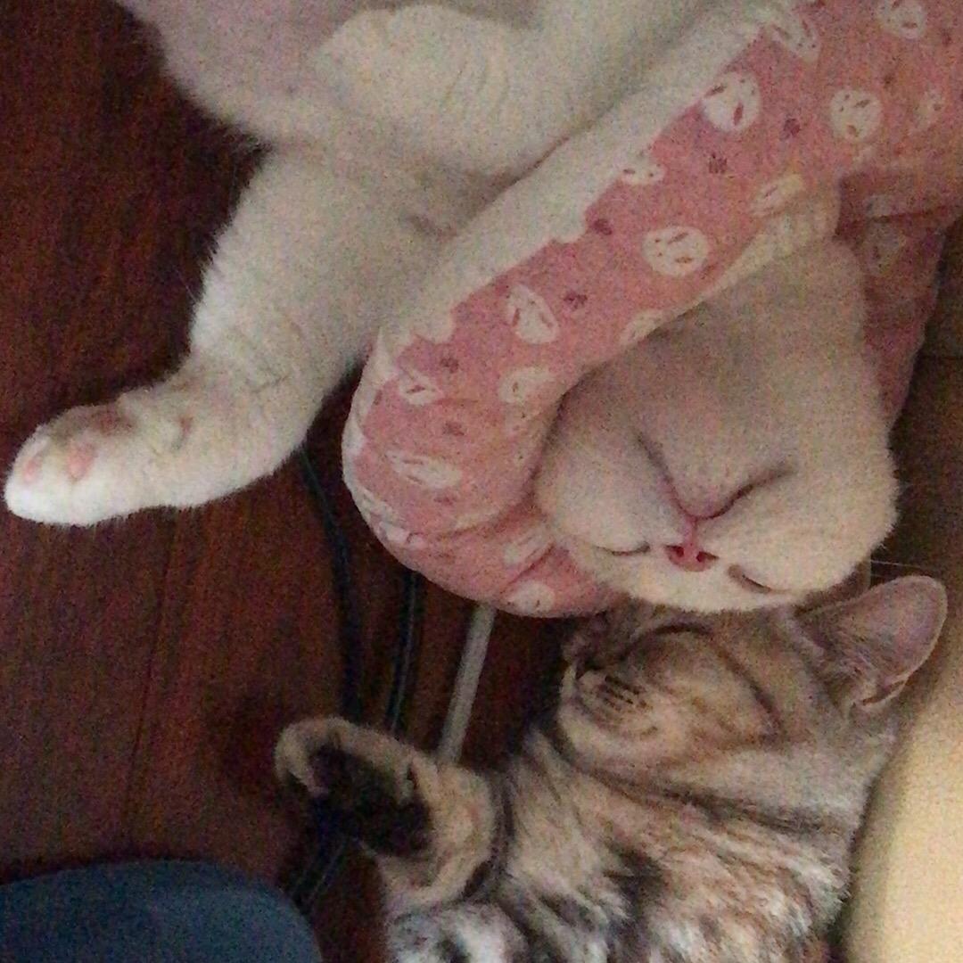 晚安猪咪
