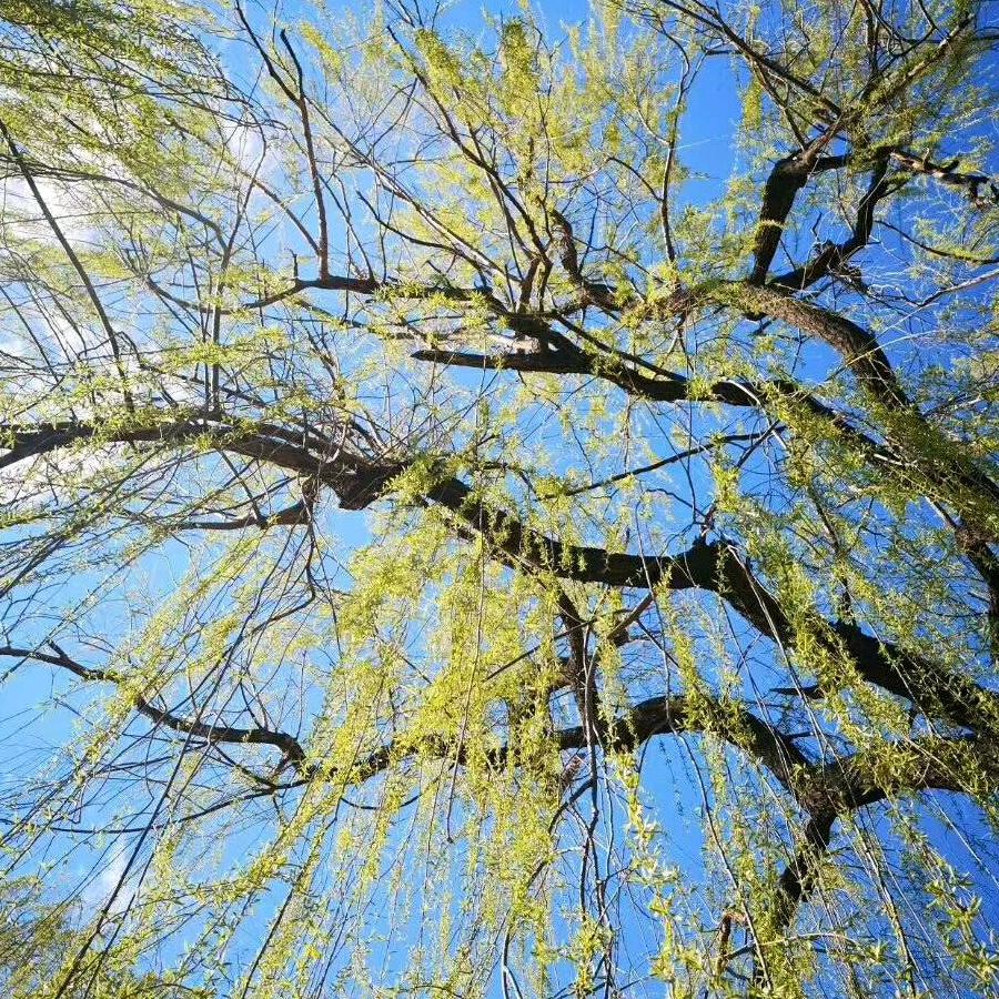 如果可以重来（请不要连赞）