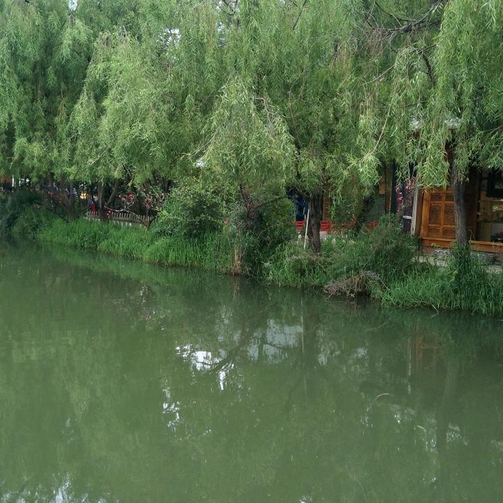 步步高怀化店金菊