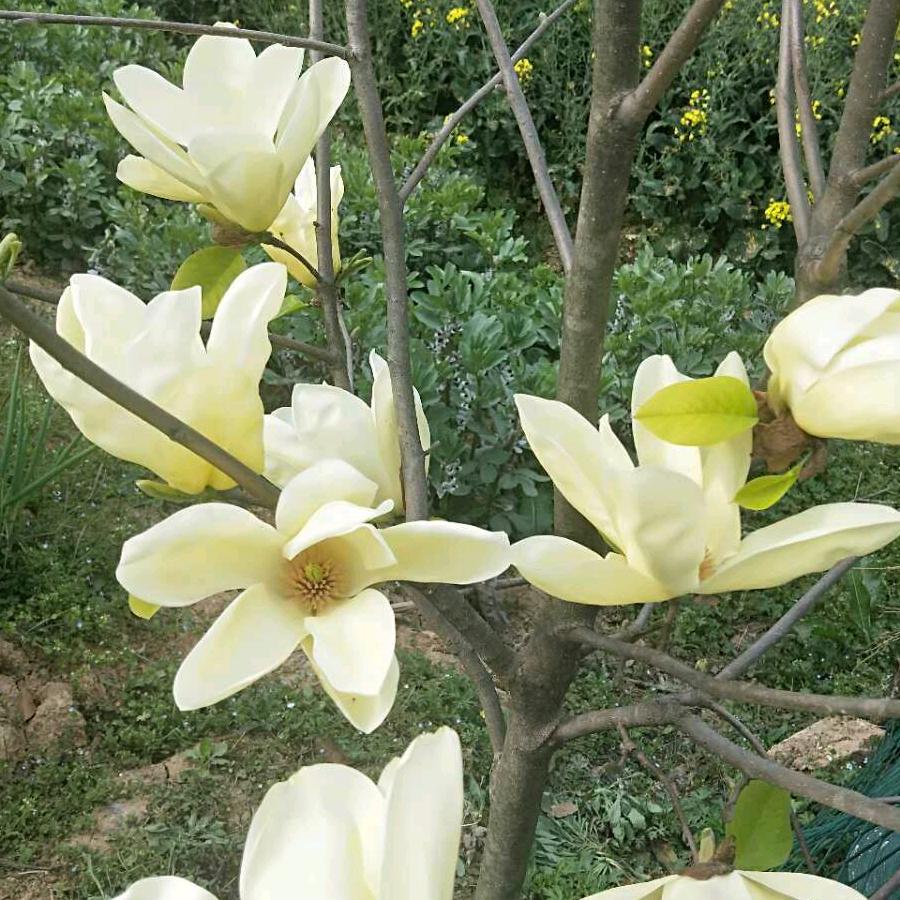 菊