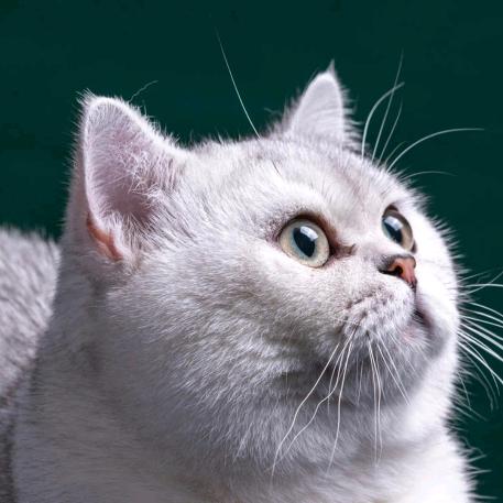 我自是年少韶华倾负