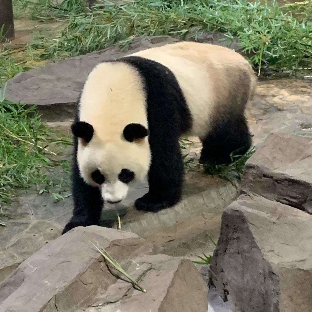 大太阳