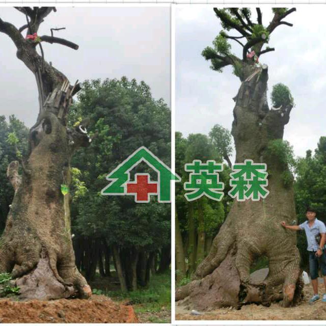 郑州英森生物科技有限公司
