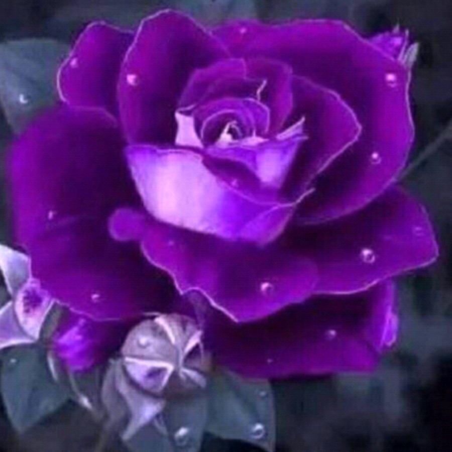 💞꒰ঌ(˚ᆺ˚)໒꒱福来🍀运转💞꒰