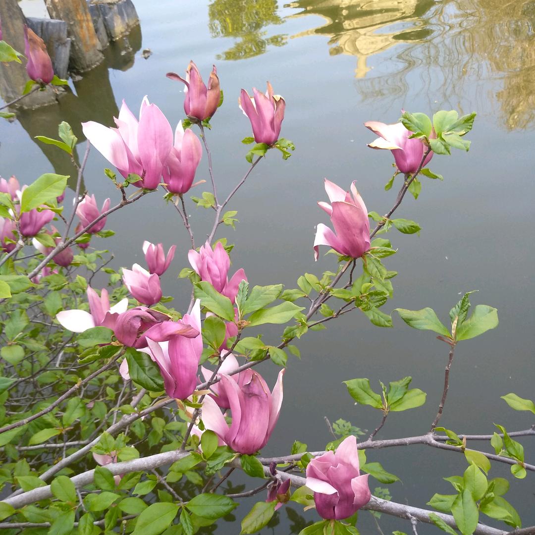 🌸笑颜如花🌸