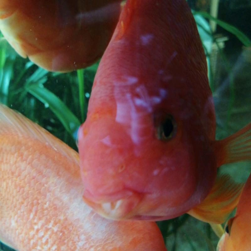 (ᵔᴥᵔ)