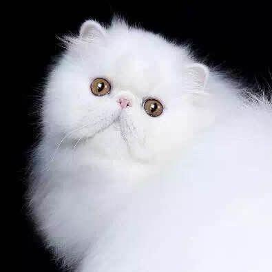 哈咪